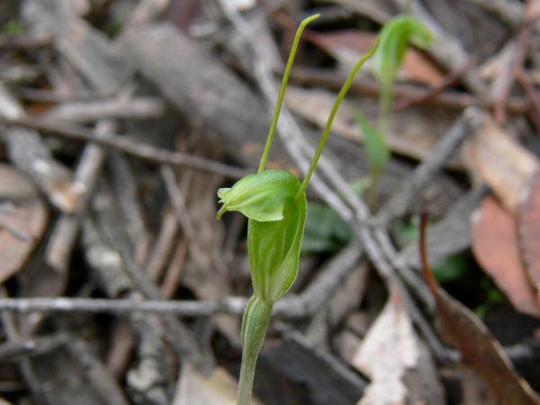 Linguella nana - Dwarf Greenhood.jpg